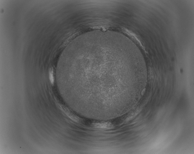 X0000070210069200605301413