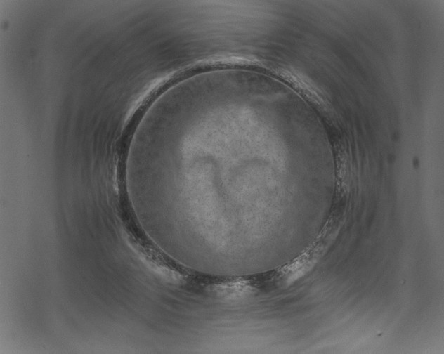 X0000070210112200605301412