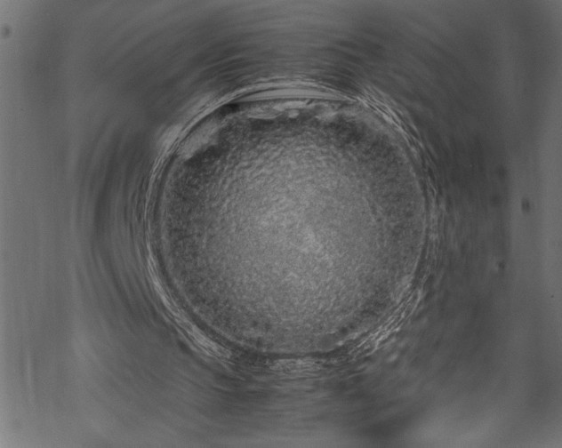 X0000070210145200605301411