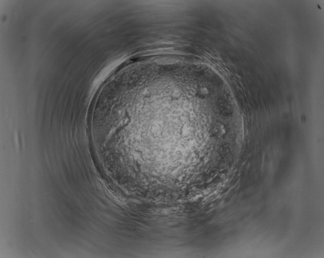 X0000070210147200605301411