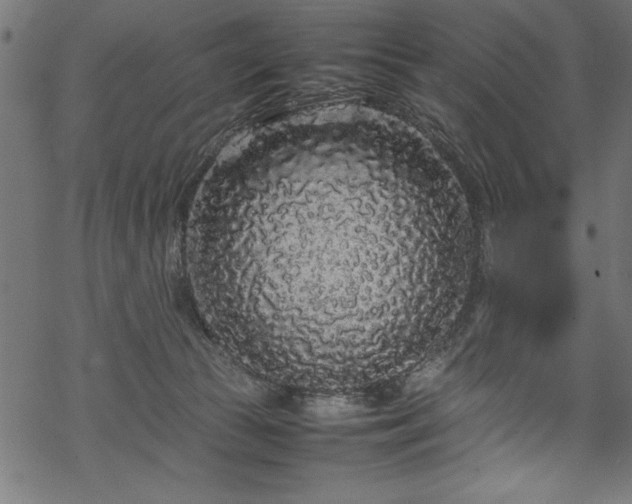 X0000070210177200605301411