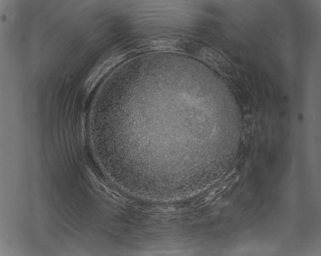 X0000070210194200605301411