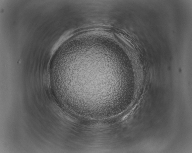 X0000070210198200605301411