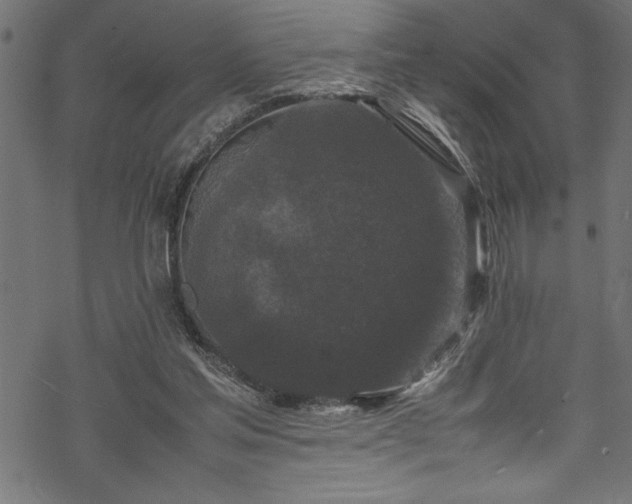 X0000070210205200605301411