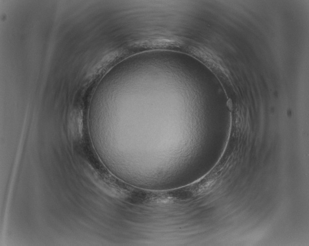 X0000070210206200605301411