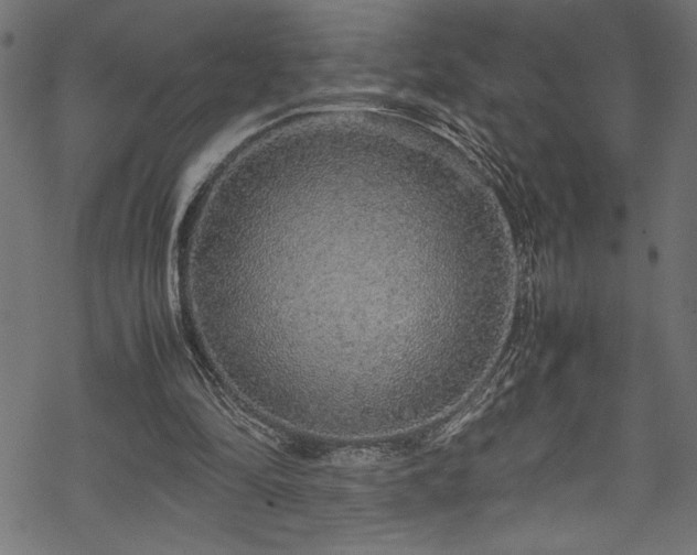 X0000070210294200605301409