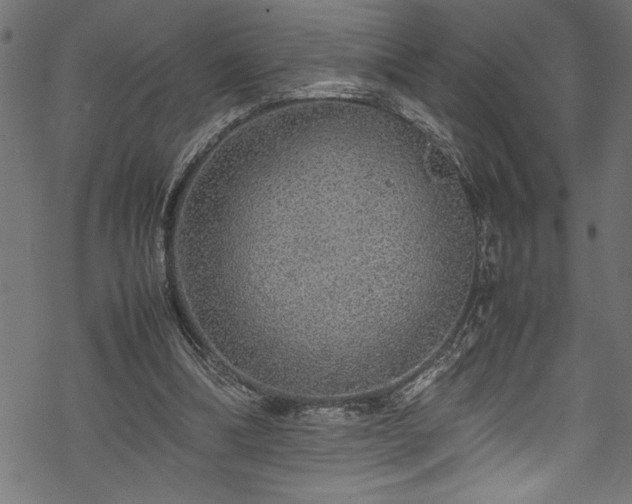 X0000070210298200605301409