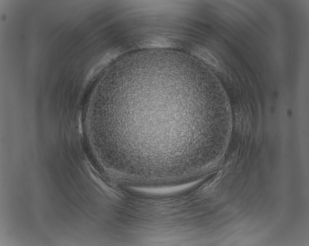 X0000070210302200605301409