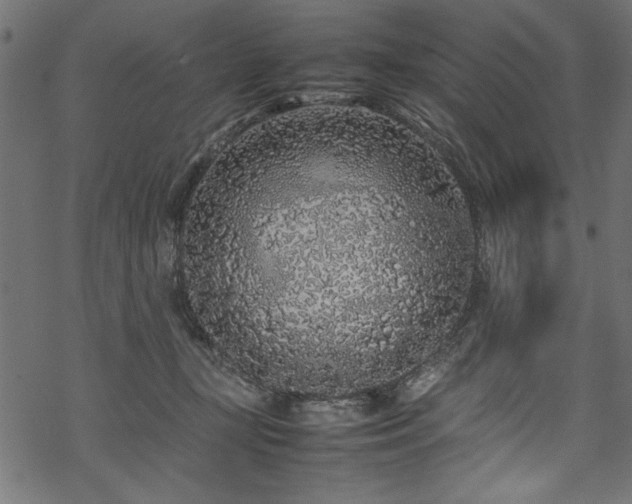 X0000070210367200605301408