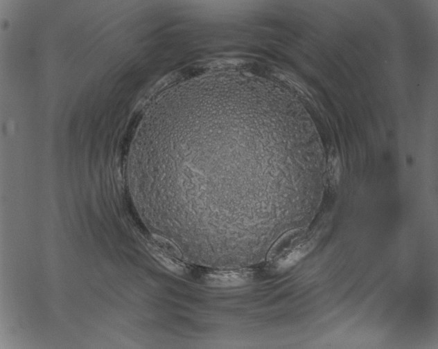 X0000070210381200605301408