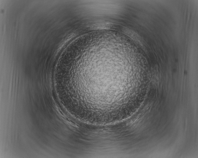 X0000070210386200605301408