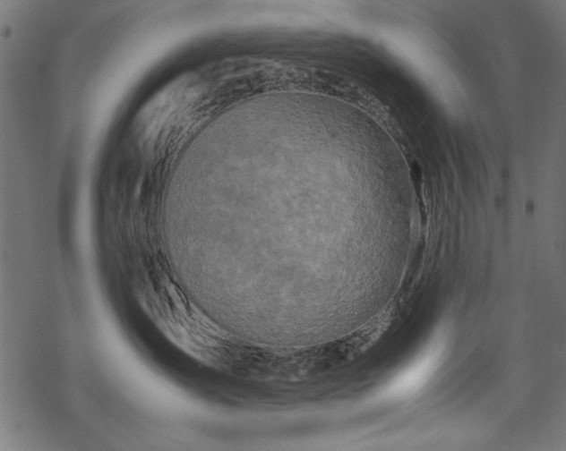 X0000070210431200605301407