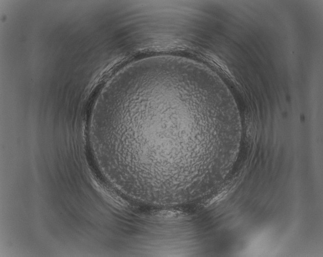 X0000070210542200605301405