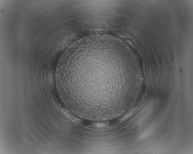 X0000070210662200605301404