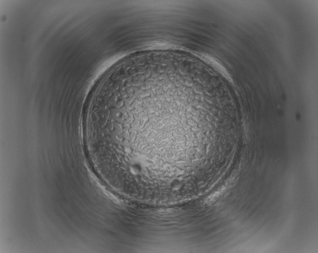 X0000070210839200605301400