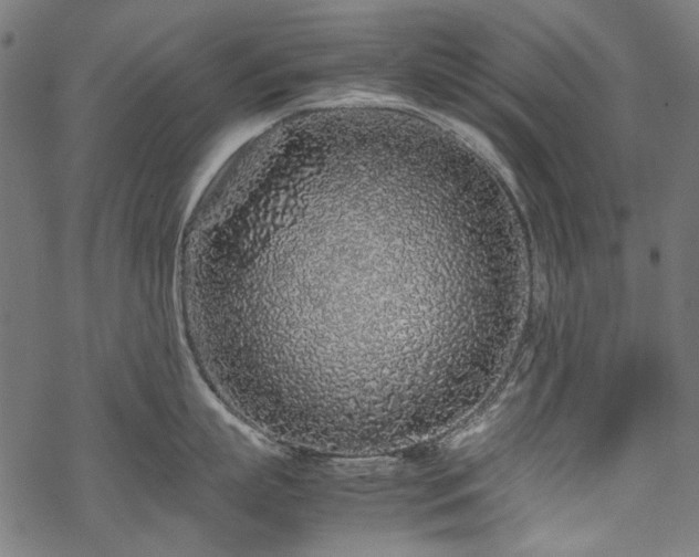 X0000070210863200605301401