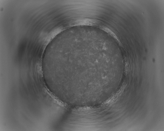 X0000070210882200605301400