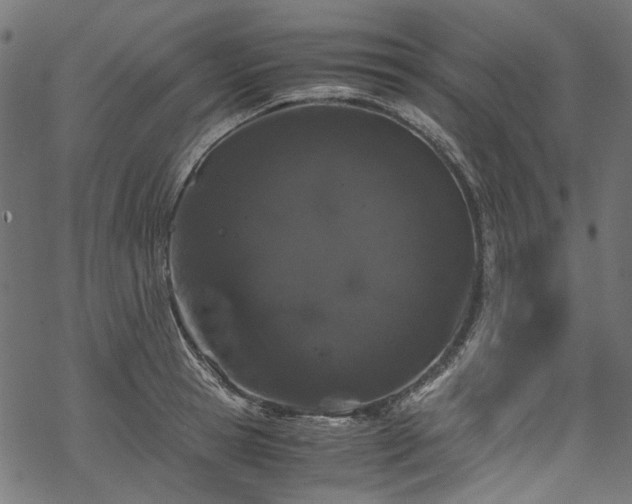 X0000070210945200605301359