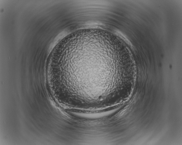 X0000070210994200605301358