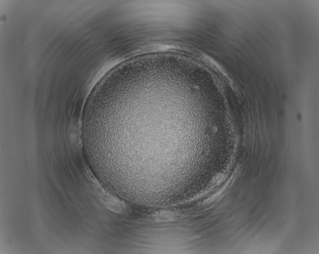 X0000070211178200605301355