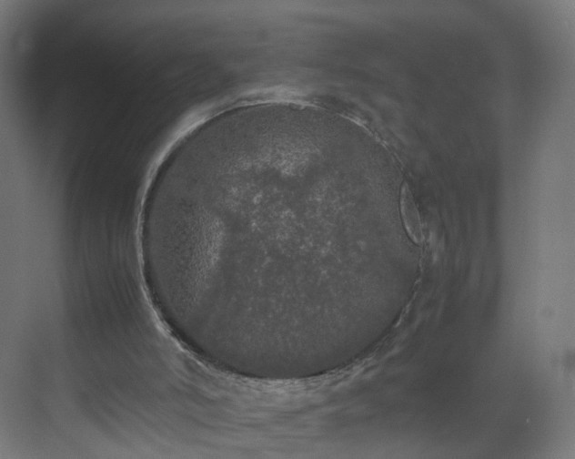 X0000070210006200606021307