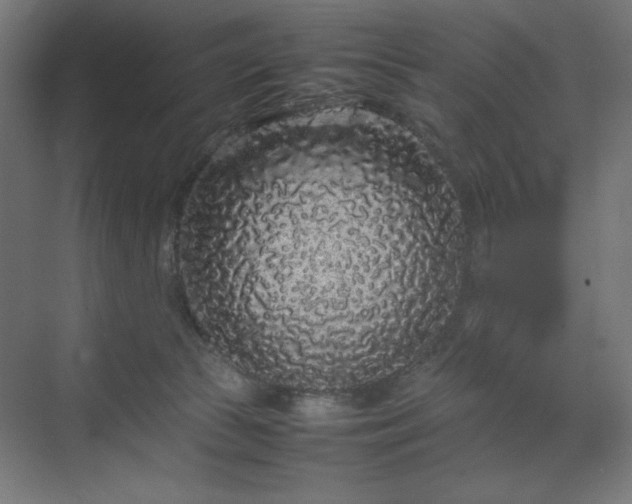 X0000070210177200606021304