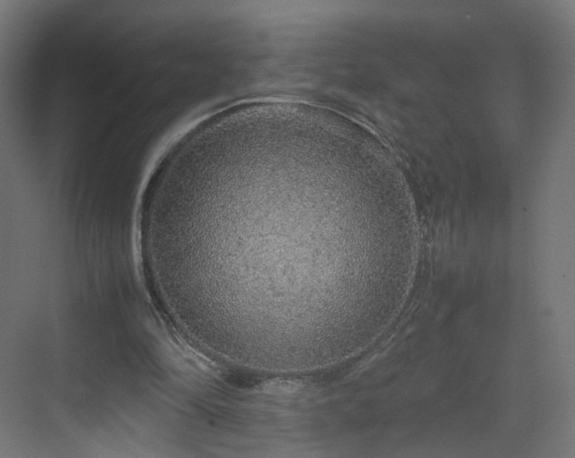 X0000070210294200606021302