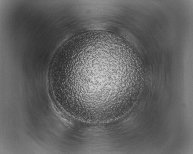 X0000070210386200606021301