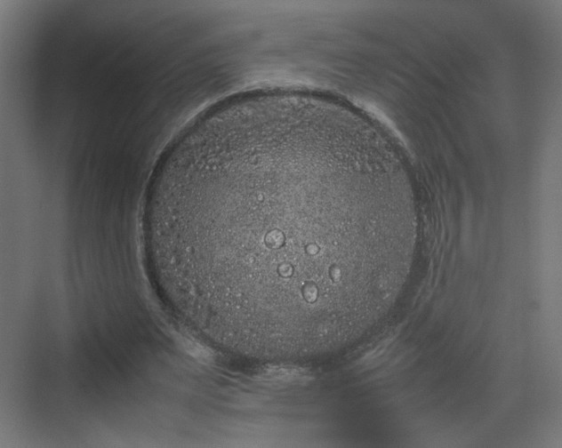 X0000070210487200606021259