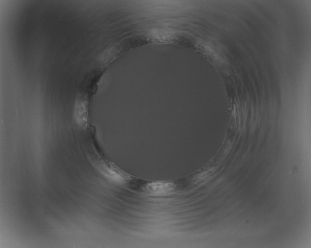 X0000070210526200606021258