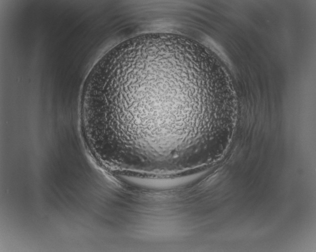 X0000070210994200606021250