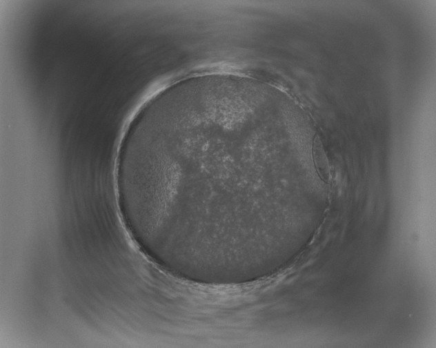 X0000070210006200606091636