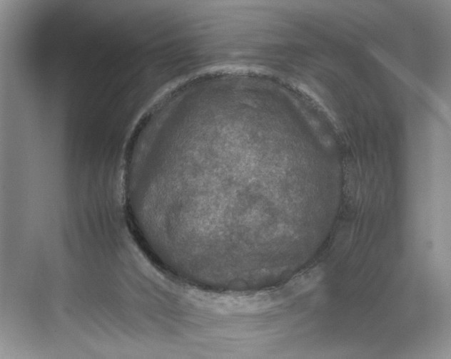 X0000070210016200606091636