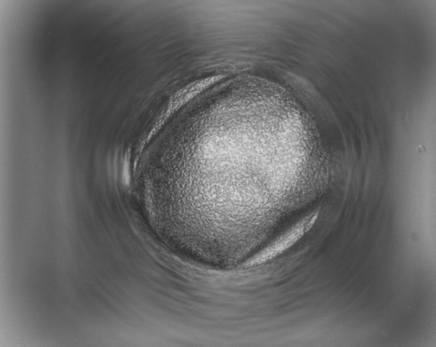 X0000070210046200606091636