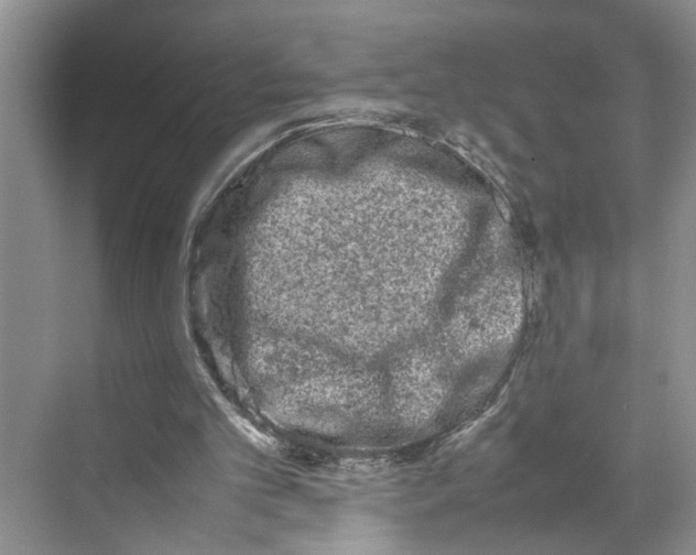 X0000070210101200606091635