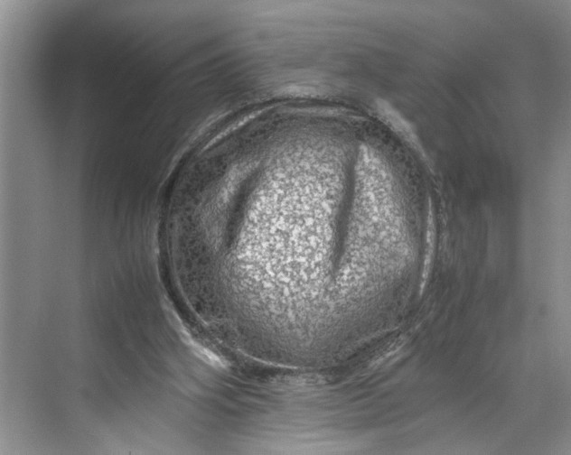 X0000070210106200606091635