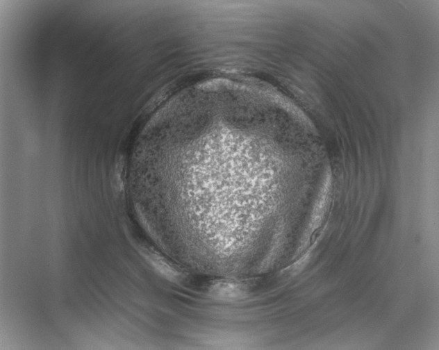 X0000070210174200606091634