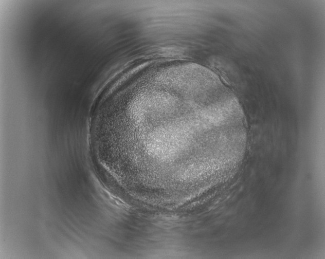 X0000070210194200606091633