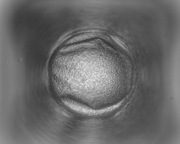 X0000070210198200606091633