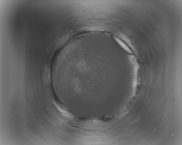 X0000070210205200606091633