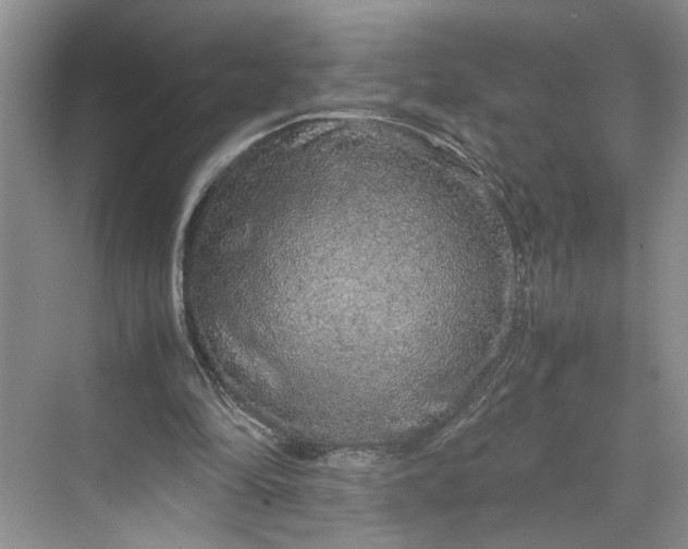 X0000070210294200606091631