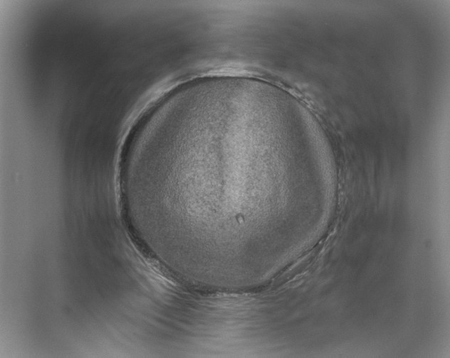 X0000070210296200606091631