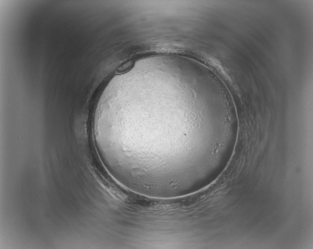 X0000070210299200606091631