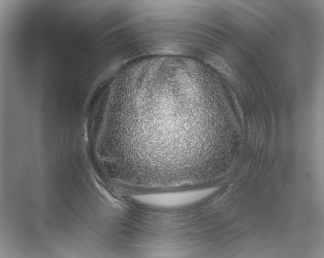 X0000070210302200606091631