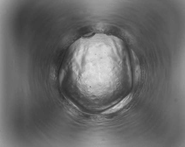 X0000070210331200606091631