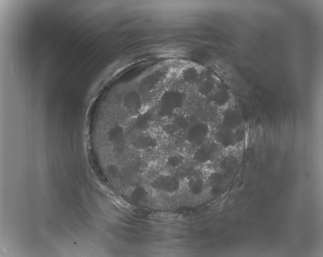 X0000070210339200606091630