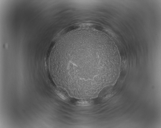 X0000070210381200606091631