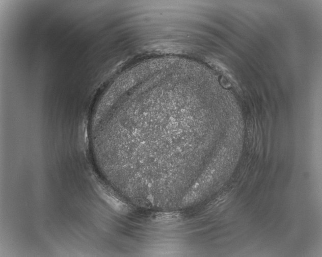 X0000070210398200606091630