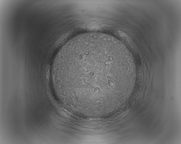 X0000070210495200606091628