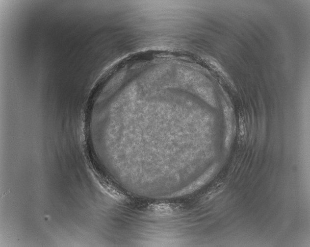 X0000070210588200606091626